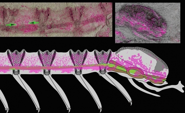 Найден самый старый мозг на планете и ему полмиллиарда лет: чем он удивил ученых